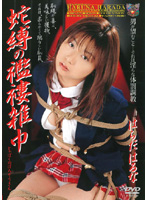 Snake Tied Haruna Harada In Tattered Clothes - 蛇縛の襤褸雑巾 はらだはるな [jbd-073]