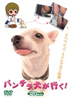 Taking Panty Shots With A Camera Fixed On The Dog's Collar ! - パンチラ犬が行く！ [puro-041]